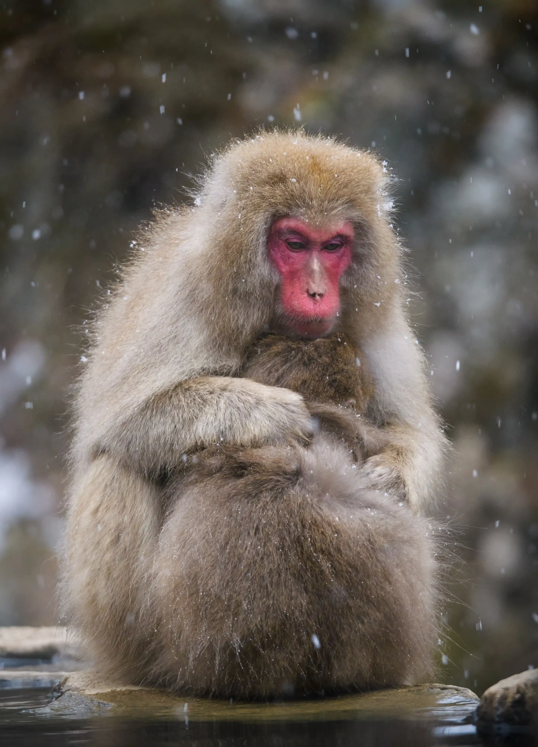 snow-monkey-japanese-macaque-in-a-snowstrom-nak-